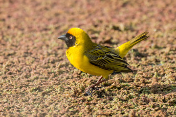 Tisserin intermédiaire,.Ploceus intermedius, Lesser Masked Weaver