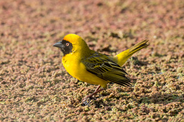 Tisserin intermédiaire,.Ploceus intermedius, Lesser Masked Weaver