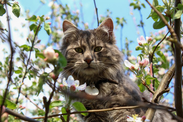 Cat in apple tree