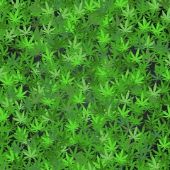 Cannabis leaves background template - various green colours