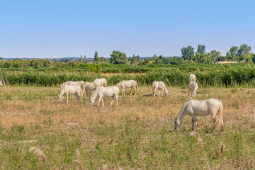 Fototapeta premium Camargue horses