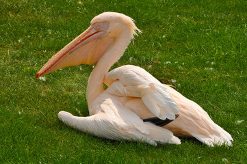 Pelican