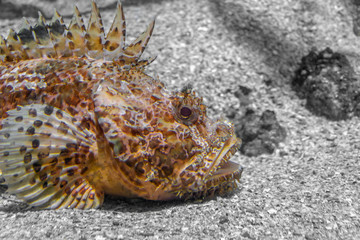 scorpionfish