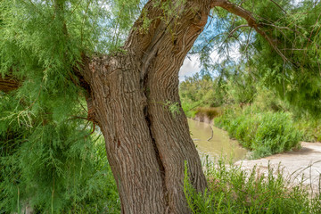 Regional Nature Park of the Camargue
