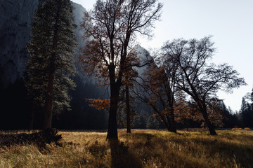 Afternoon autumn sun illuminates colorful foliage in Yosemite Valley, Yosemite National Park