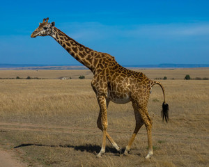 Giraffe in der Massai Mara