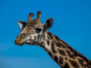 Nahaufnahme Giraffe