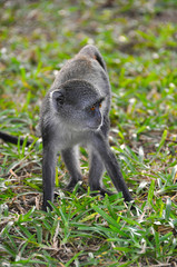Affe
