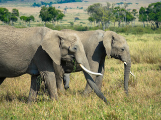 Elefanten in der Massia Mara, Kenia