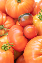 Récolte de tomates bio et gourmandes différentes par la forme et la couleur