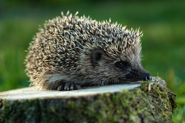 Hedgehog in nature, on the stump