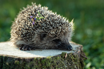 Hedgehog in nature, on the stump