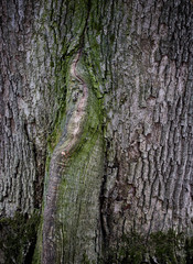 Wood textured background with green moss texture