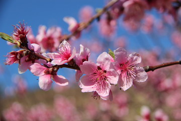 Obraz premium Fleur de pêcher de vigne