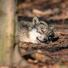 Obraz premium Gray wolf chill and hides in the green leaves forest