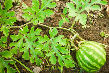 beautiful watermelon grows on the ground in the field of nature