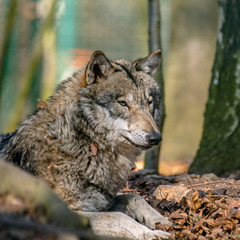 Gray wolf chill and hides in the green leaves forest