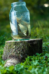 Fish in a jar on the stump, in nature