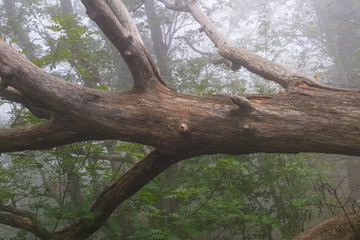 Fototapeta na wymiar fallen tree in the forest