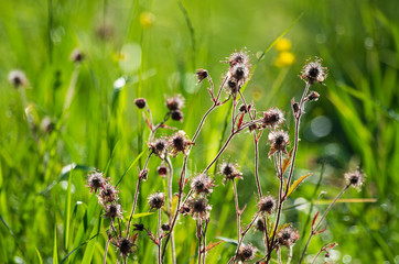 Stems of purple avens (Geum rivale) illuminated by the morning sun on the background green meadow with dew