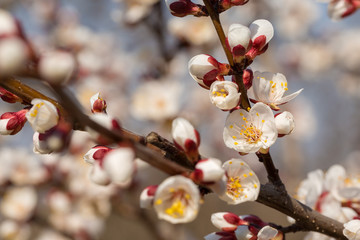 Blossoming tree in spring close-up. Spring branch with beautiful white flowers against the blue sky.