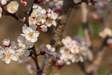 Blossoming tree in spring close-up. Spring branch with beautiful white flowers against the blue sky.