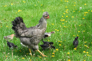 chickens in garden