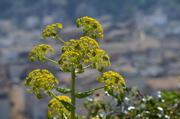 Close-up of a Giant Fennel in Bloom, Nature, Macro, Sicilian Landscape, Italy, Europe