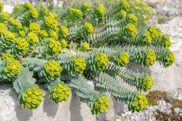 Euphorbia myrsinites - Walzen Wolfsmilch