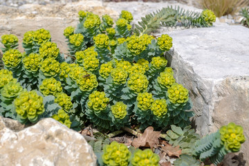 Euphorbia myrsinites - Walzen Wolfsmilch