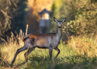 Deer in front of Hunting Blind