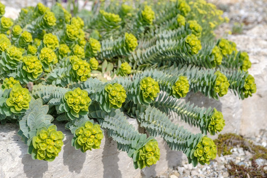 Euphorbia myrsinites - Walzen Wolfsmilch