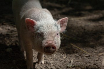Farm animal piglet young domestic,  agriculture.
