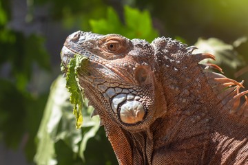 orange iguana animal red lizard,  colorful.