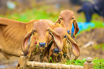 indian cows , Rural india