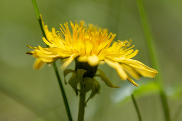 pissenlit graine vert herbe champ vent fleur