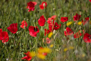 coquelicot rouge champ gros plan herbe