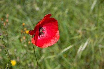 coquelicot rouge champ gros plan herbe