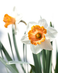 Zwei Narzissen (Narcissus) vor weißem Hintergrund