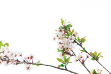 Obraz premium Spring flowers