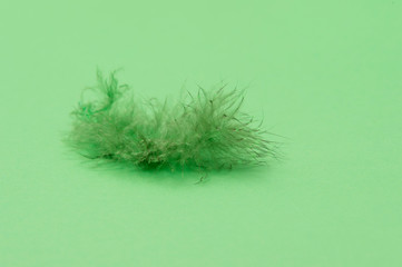 Single green feather against a green background