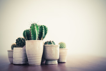 pots of cactus on wooden desk with white background