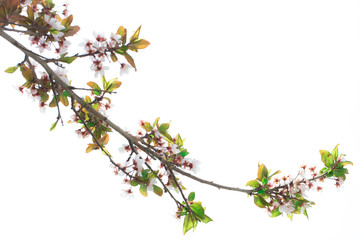 Spring flowers