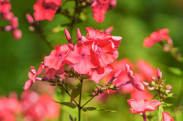 red flowers in the garden