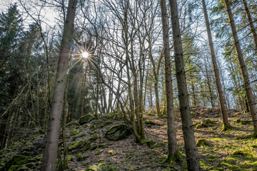 Sonnenuntergang im Wald