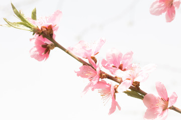 Obraz premium Wiosenne kwiaty