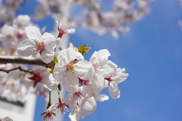 桜と青空