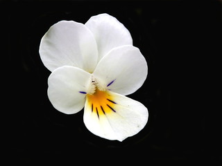 Fototapeta na wymiar Wild Pansy (Viola tricolor), aka heart's ease, heart's delight, tickle-my-fancy, Jack-jump-up-and-kiss-me, come-and-cuddle-me, three faces in a hood, or love-in-idleness, isolated on a black backgroun