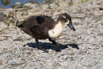 Hybrid mallard duckling (mother duck Anas platyrhynchos) walking on gravel