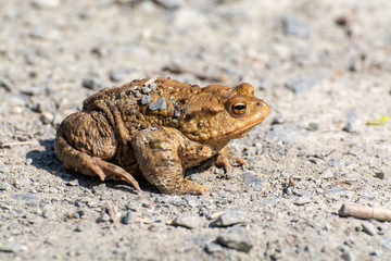 Common toad (Bufo bufo) on a gravel road